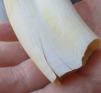 9" Ivory Tusk from African Warthog 