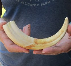 9" Ivory Tusk from African Warthog 