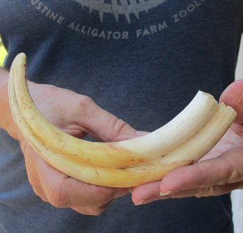 9" Ivory Tusk from African Warthog 