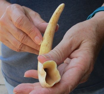 9" Ivory Tusk from African Warthog 