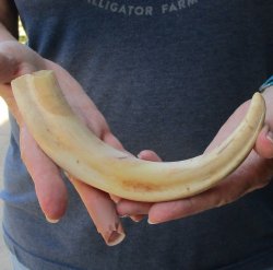 9-1/4" Ivory Tusk from African Warthog 