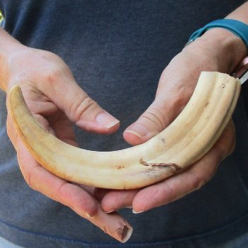 9-1/4" Ivory Tusk from African Warthog 