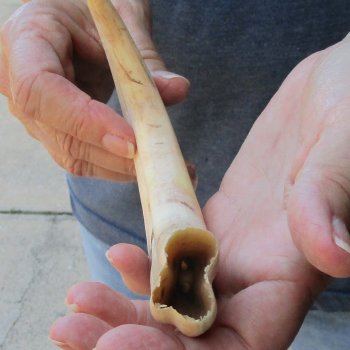 9-1/4" Ivory Tusk from African Warthog 