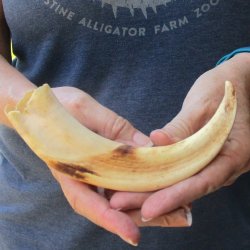 9" Ivory Tusk from African Warthog 