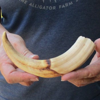 9" Ivory Tusk from African Warthog 