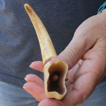 9" Ivory Tusk from African Warthog 