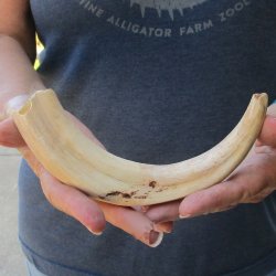9-1/2" Ivory Tusk from African Warthog 