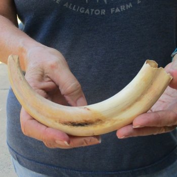9-1/2" Ivory Tusk from African Warthog 