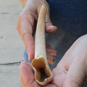 9-1/2" Ivory Tusk from African Warthog 