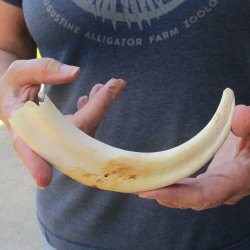 9" Ivory Tusk from African Warthog 