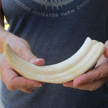 9" Ivory Tusk from African Warthog 