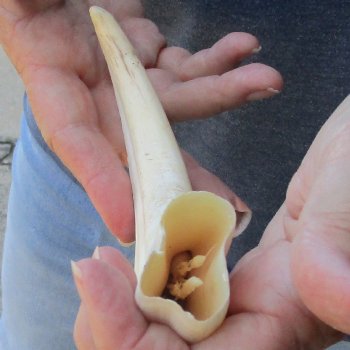 9" Ivory Tusk from African Warthog 