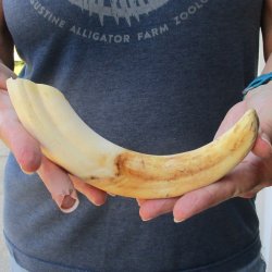 9-3/4" Ivory Tusk from African Warthog 