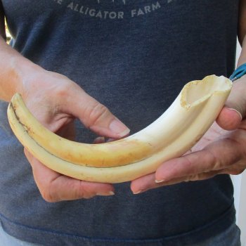 9-3/4" Ivory Tusk from African Warthog 