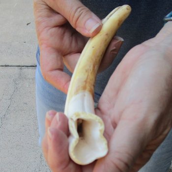 9-3/4" Ivory Tusk from African Warthog 