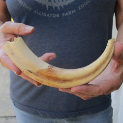 9-1/2" Ivory Tusk from African Warthog 