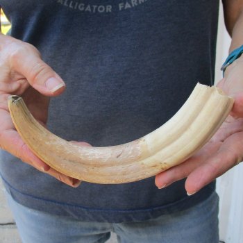9-1/2" Ivory Tusk from African Warthog 