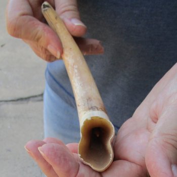 9-1/2" Ivory Tusk from African Warthog 