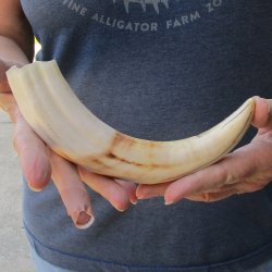 9-3/4" Ivory Tusk from African Warthog 