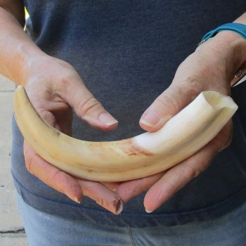 9-3/4" Ivory Tusk from African Warthog 