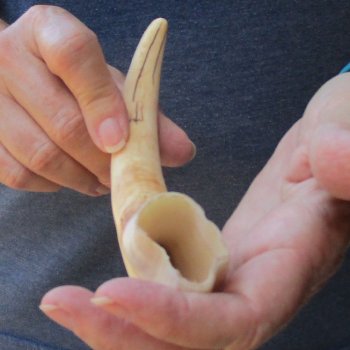 9-3/4" Ivory Tusk from African Warthog 