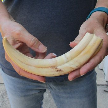 9-1/2" Ivory Tusk from African Warthog 