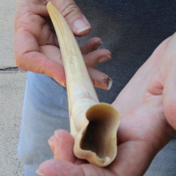 9-1/2" Ivory Tusk from African Warthog 