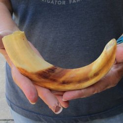 9-1/2" Ivory Tusk from African Warthog 