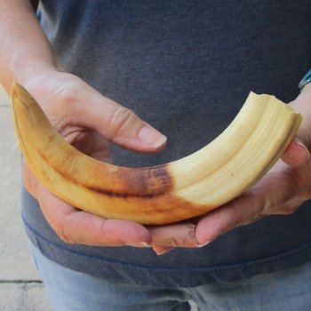 9-1/2" Ivory Tusk from African Warthog 
