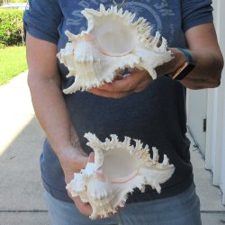 Two piece 7" Murex Ramosus 