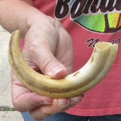 8" Ivory Tusk from African Warthog
