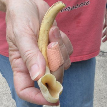 8" Ivory Tusk from African Warthog