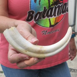 8-3/4" Ivory Tusk from African Warthog