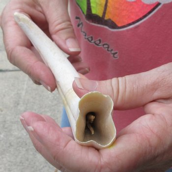 8-3/4" Ivory Tusk from African Warthog