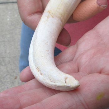 8-3/4" Ivory Tusk from African Warthog