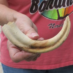 8-1/4" Ivory Tusk from African Warthog