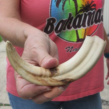 8-1/4" Ivory Tusk from African Warthog