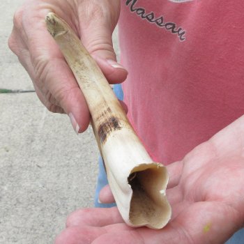 8-1/4" Ivory Tusk from African Warthog