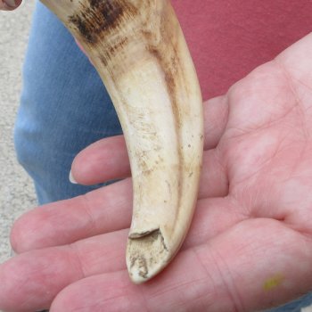 8-1/4" Ivory Tusk from African Warthog