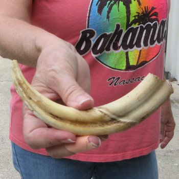 8-1/2" Ivory Tusk from African Warthog