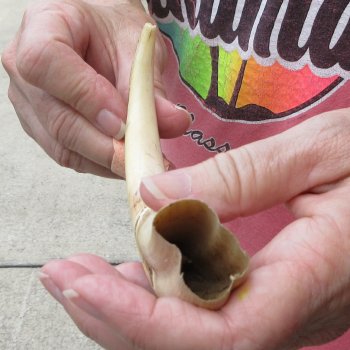 8-1/2" Ivory Tusk from African Warthog