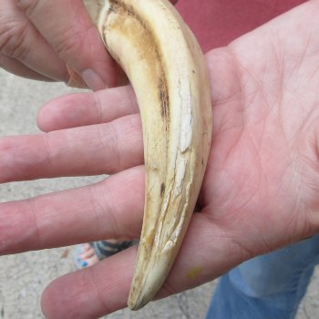 8-1/2" Ivory Tusk from African Warthog