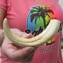 8" Ivory Tusk from African Warthog