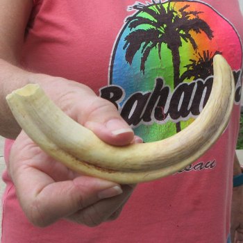 8" Ivory Tusk from African Warthog