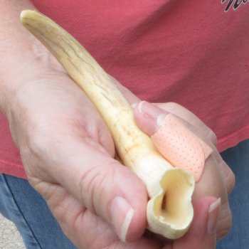 8" Ivory Tusk from African Warthog