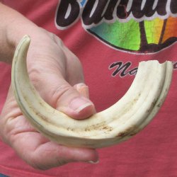 8-3/4" Ivory Tusk from African Warthog