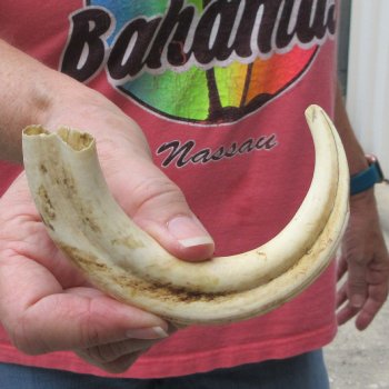 8-3/4" Ivory Tusk from African Warthog