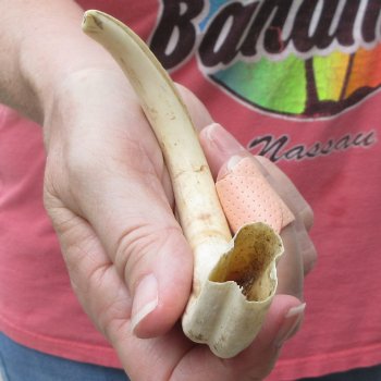 8-3/4" Ivory Tusk from African Warthog