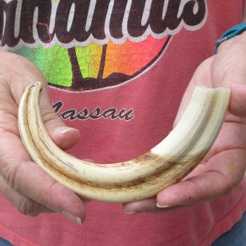 8-3/4" Ivory Tusk from African Warthog