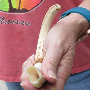 8-3/4" Ivory Tusk from African Warthog
